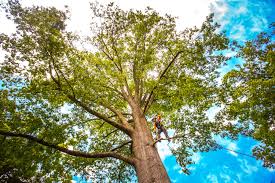 Best Lawn Renovation and Restoration  in Connerton, FL