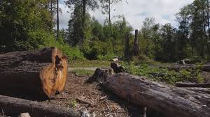 Best Tree Maintenance Programs  in Connerton, FL