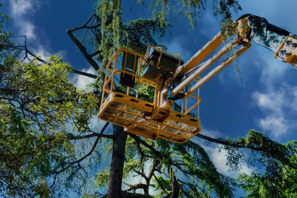 Best Hazardous Tree Removal  in Connerton, FL