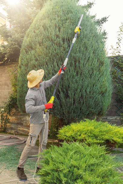 Best Pest Control for Lawns  in Connerton, FL