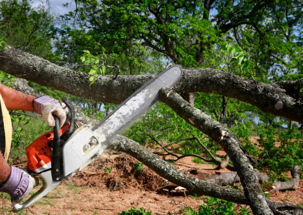 Best Emergency Tree Removal  in Connerton, FL